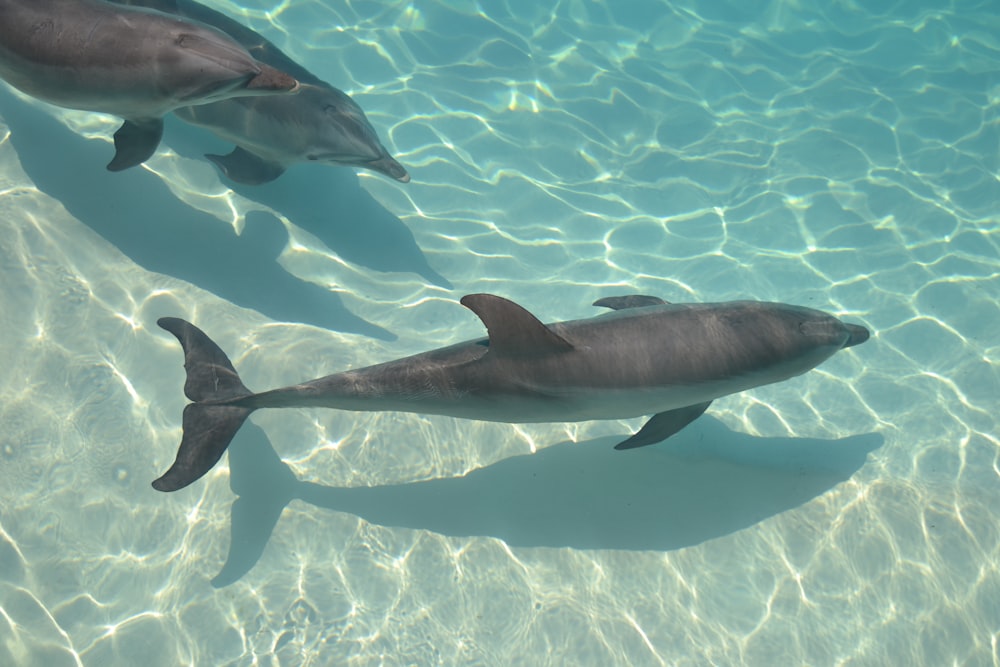 3 dolphins in body of water