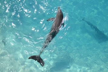 A dolphin swimming gracefully in clear, turquoise water with sunlight creating sparkling patterns on the surface.