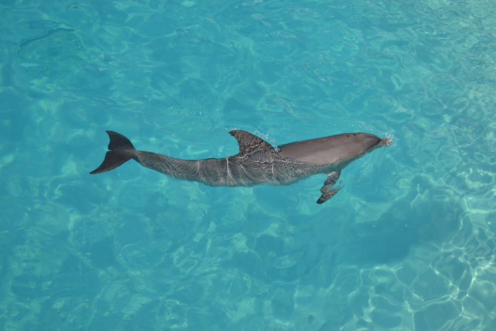 black and gray dolphin in water