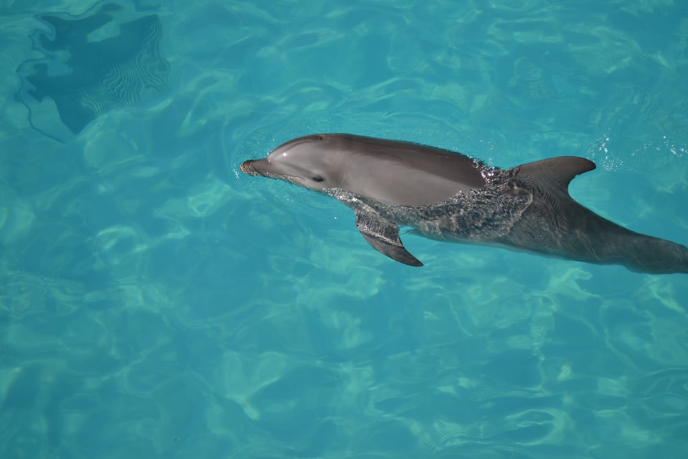 a dolphin swimming in a pool of water