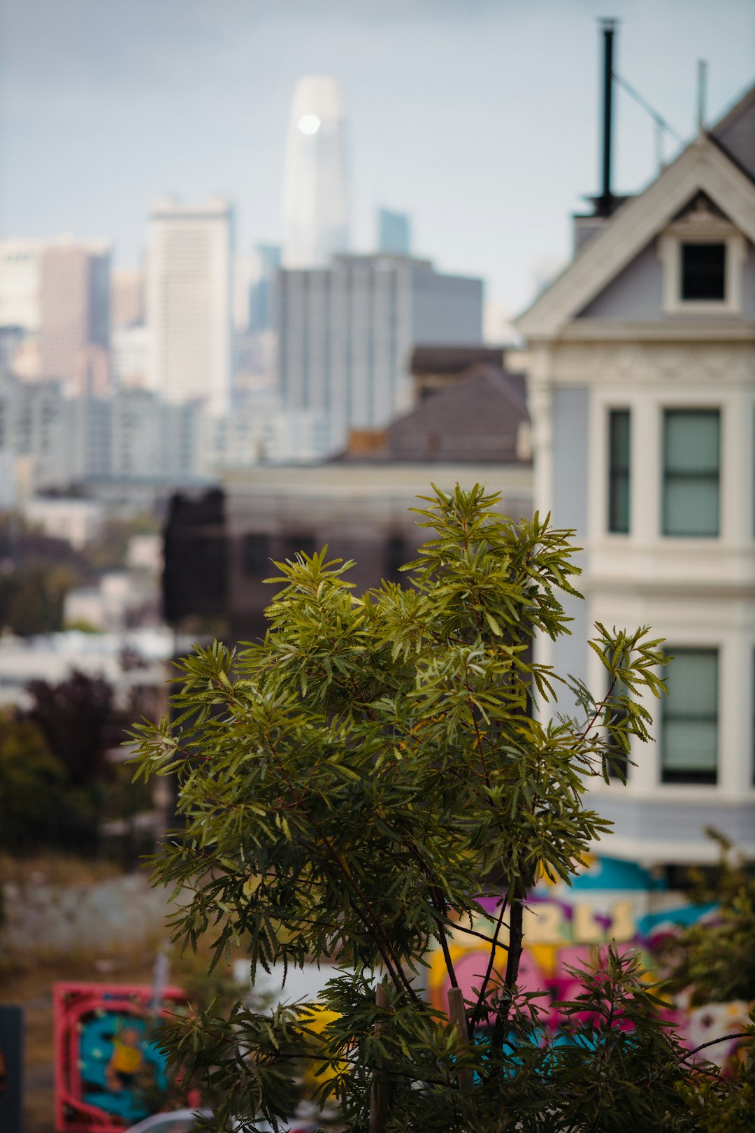 green tree in front of white concrete building during daytime