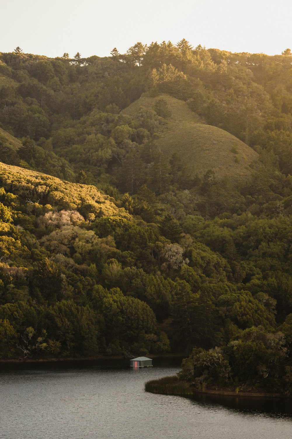 green trees on mountain during daytime