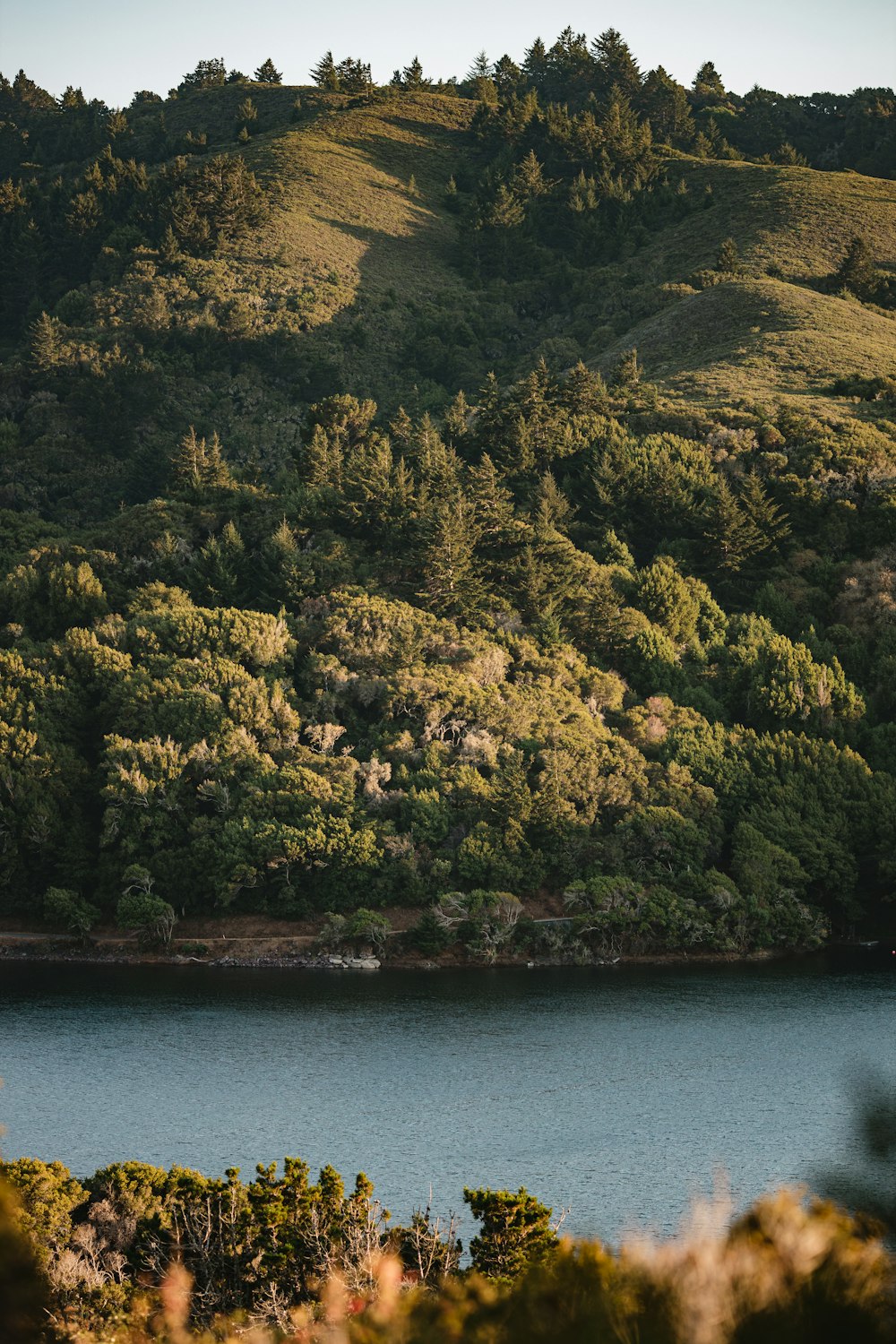 green trees beside body of water during daytime