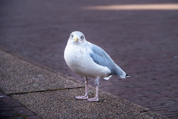 Gordijnen in Den Haag