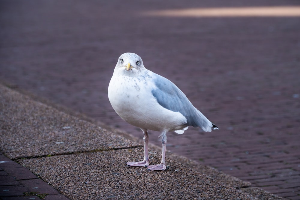 pájaro blanco y gris sobre piso de concreto gris