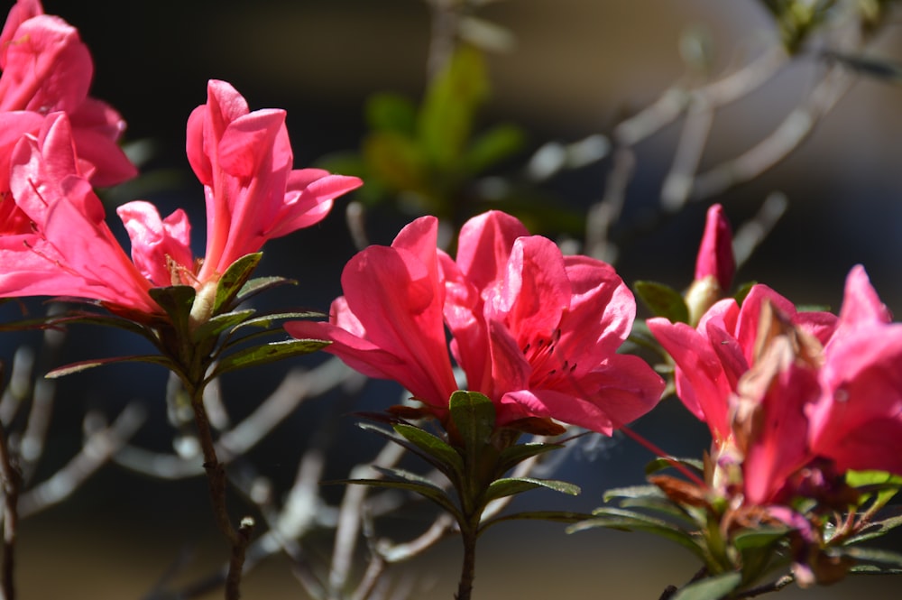 pink flower in tilt shift lens