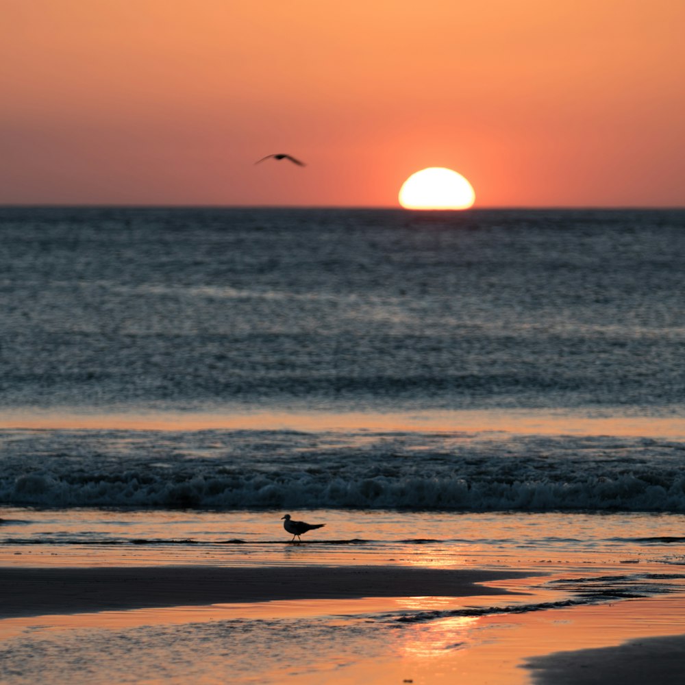 Persona caminando en la playa durante la puesta del sol