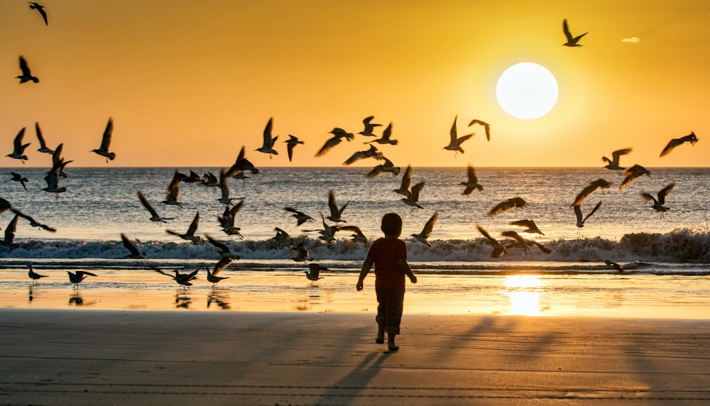 silhouette of man walking on beach with birds flying during sunset