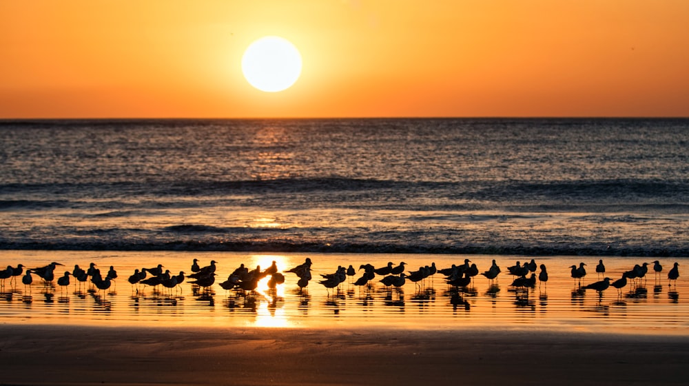 Silueta de la gente en la playa durante la puesta del sol