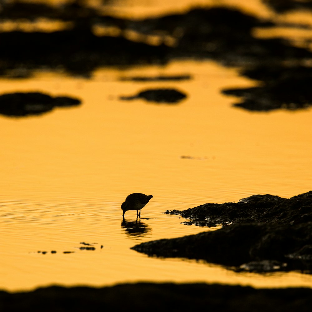 Silhouette des Vogels auf dem Wasser während des Tages