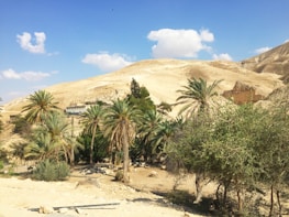 Desert landscape with dunes and an oasis.
