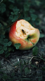 red apple fruit with green leaves