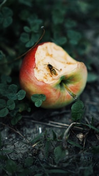 red apple fruit with green leaves