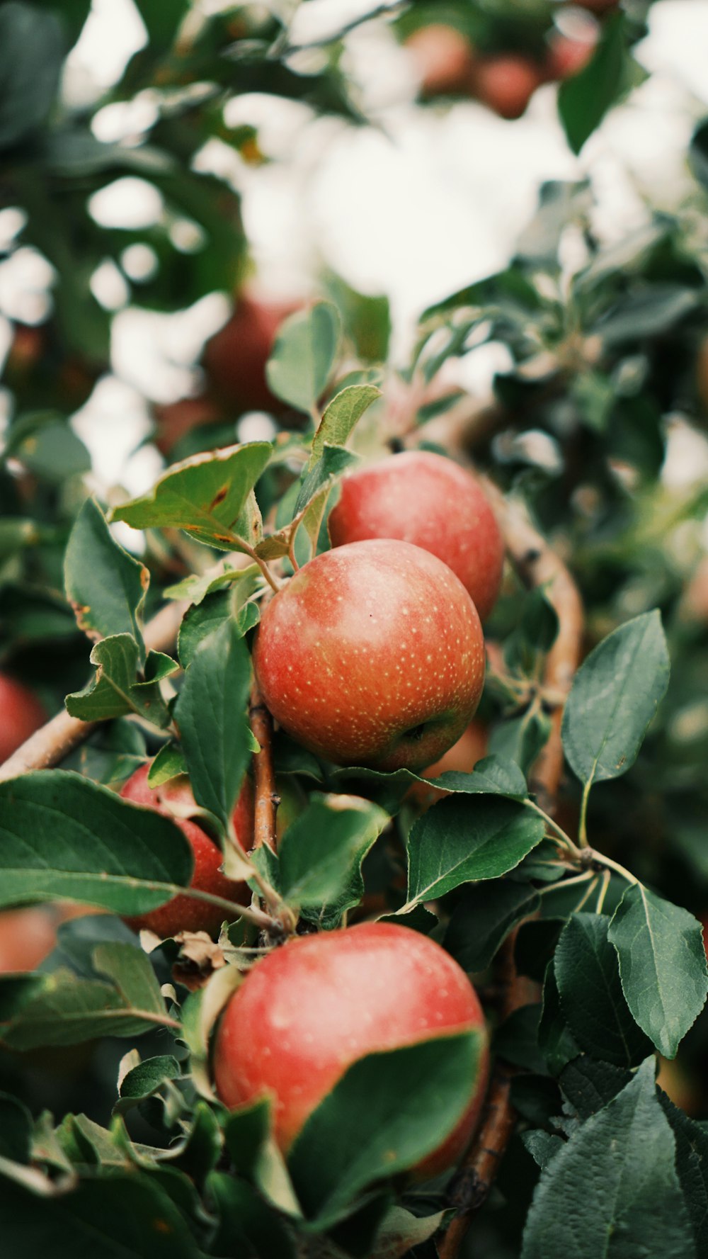 red apple fruit in close up photography