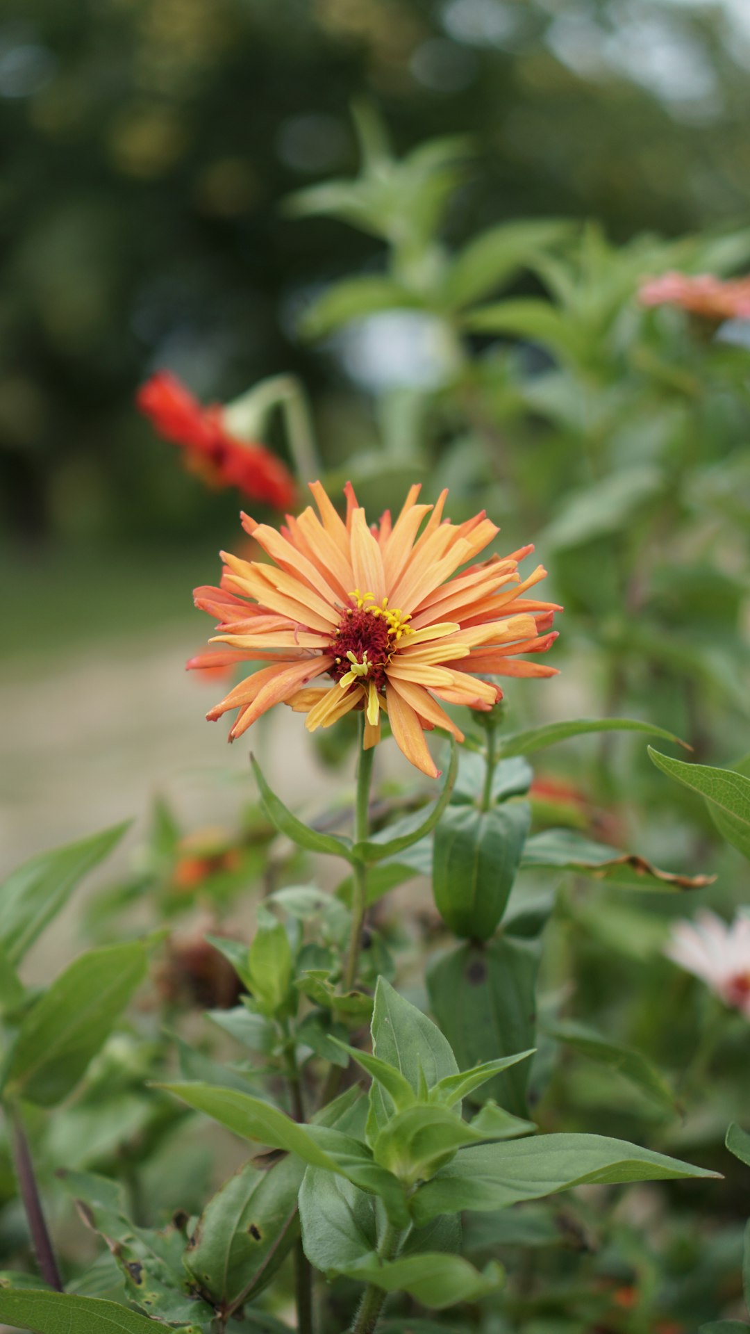 yellow and red flower in tilt shift lens