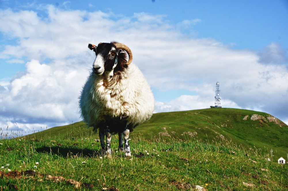 white and black sheep on green grass field under white clouds and blue sky during daytime