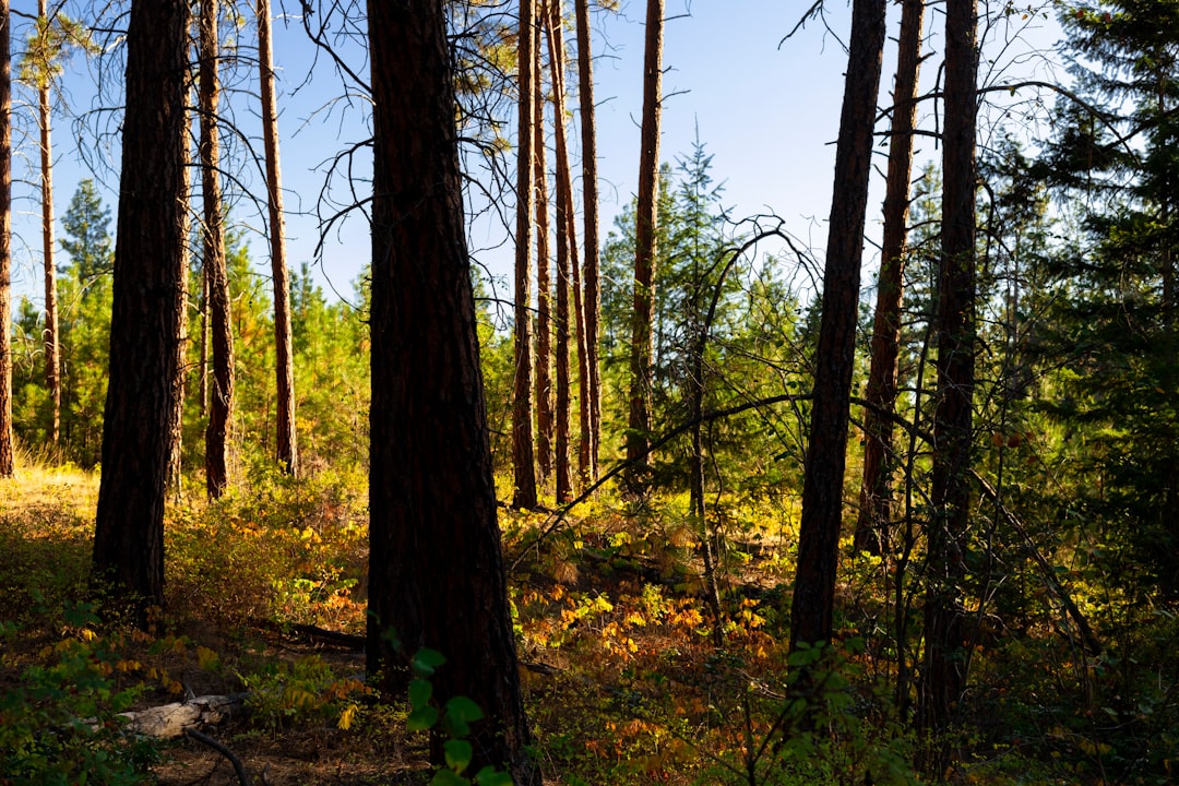 Forest photo spot Kelowna Peachland