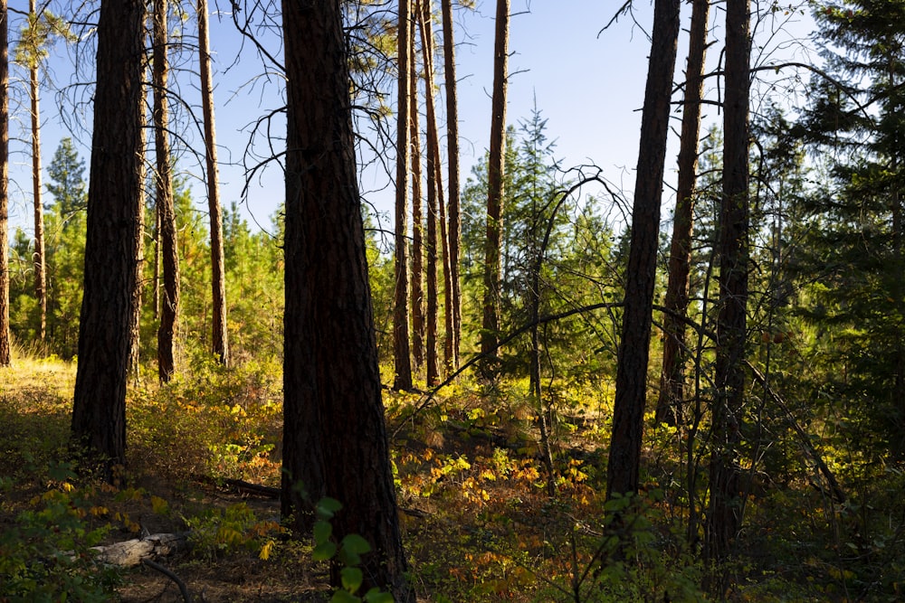 a forest filled with lots of tall trees