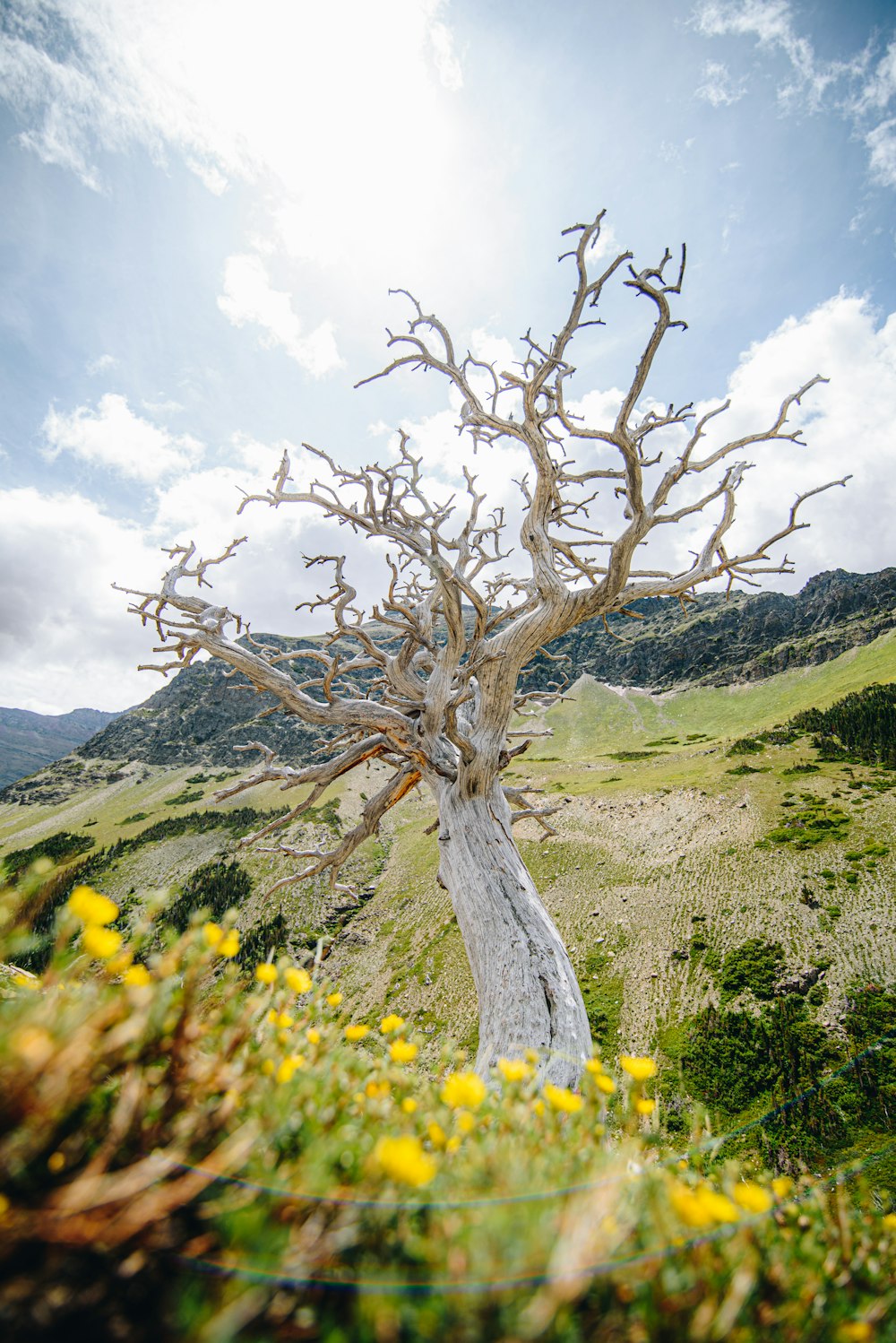 bare tree on green grass field near mountain during daytime