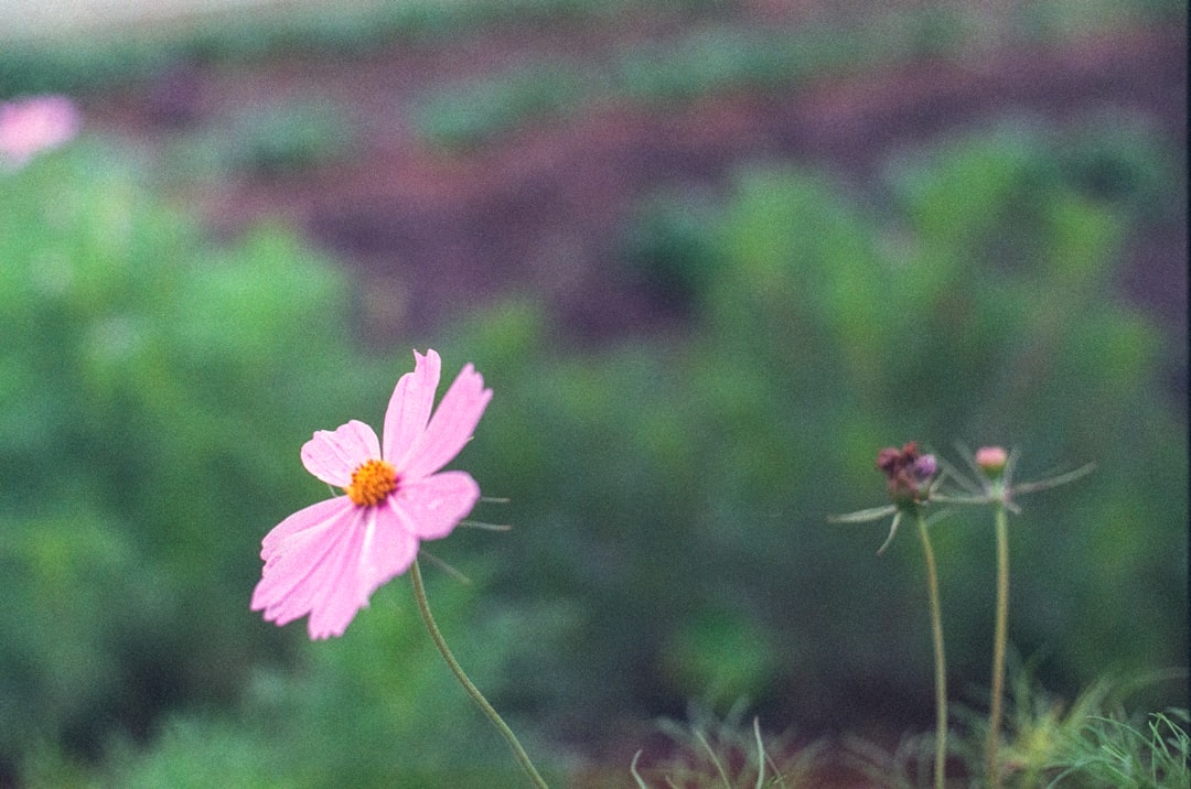 pink cosmos flower in bloom during daytime