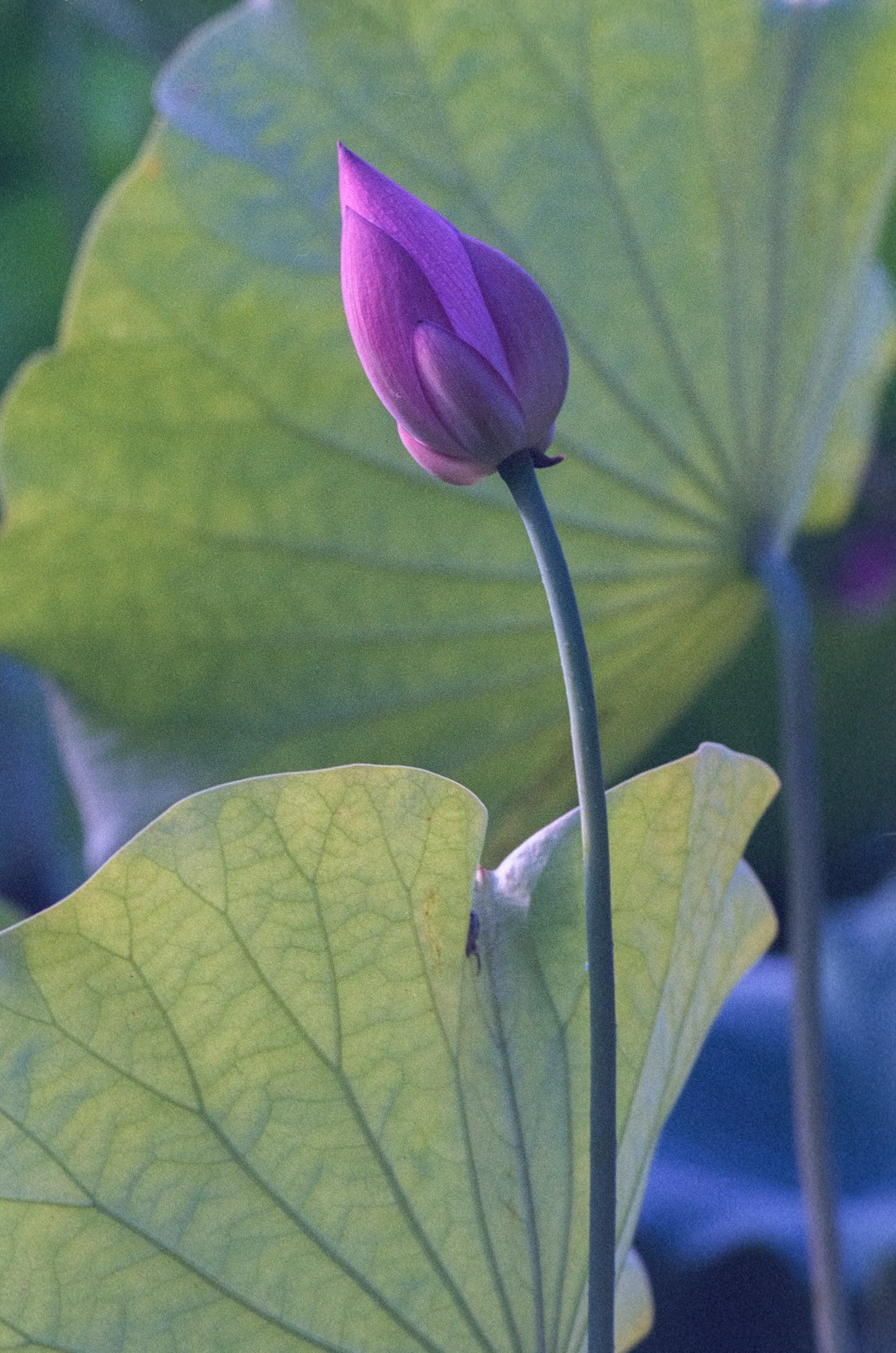 pink flower in tilt shift lens