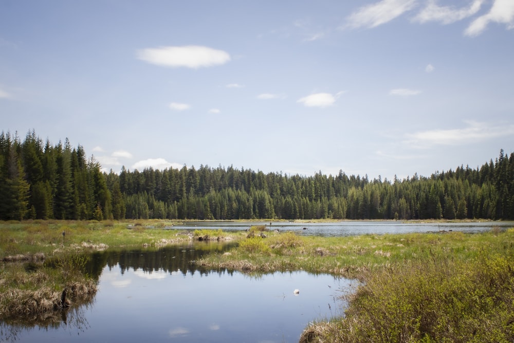 green trees beside river under blue sky during daytime