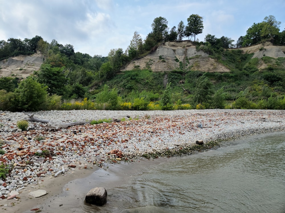 green trees beside river during daytime