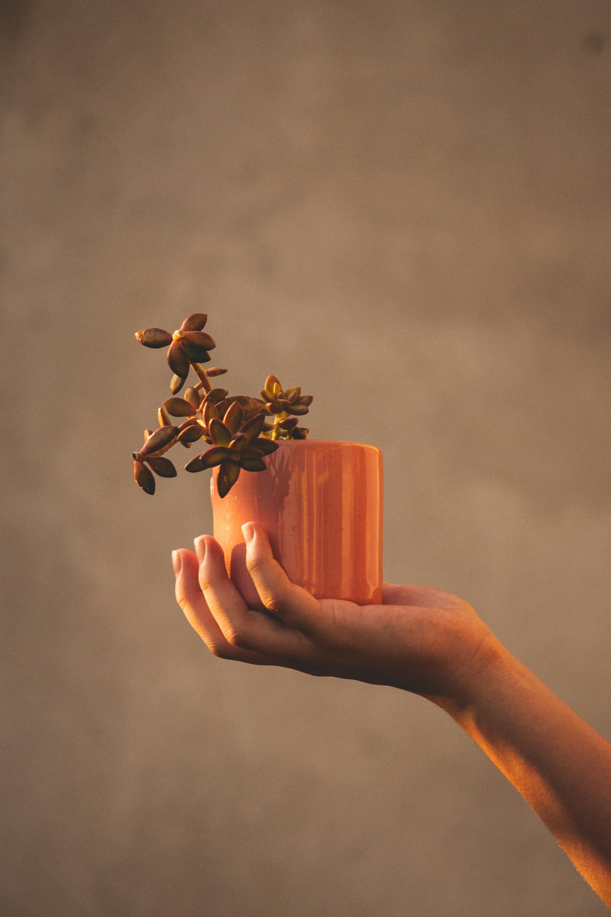 flor marrom na caneca cerâmica marrom