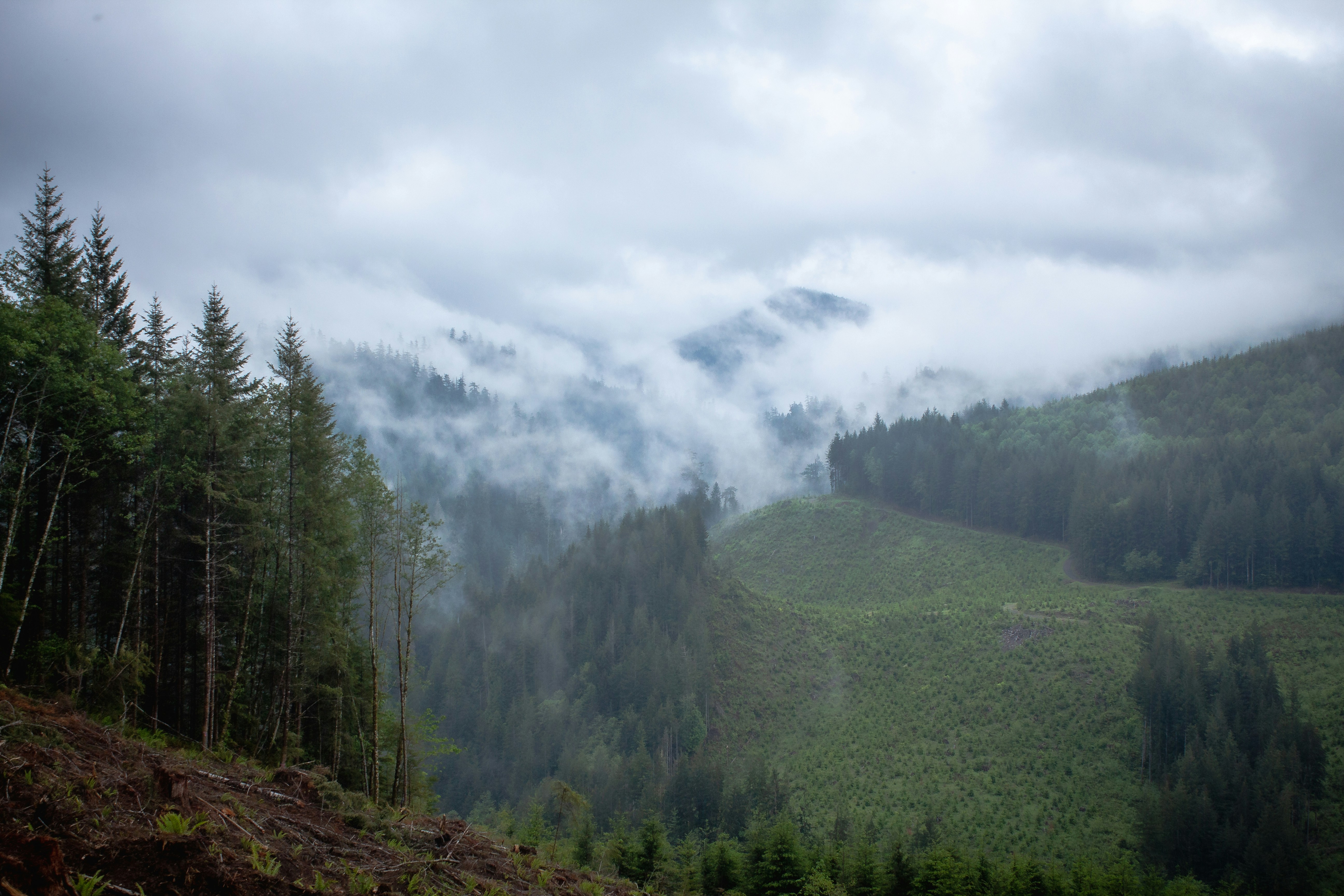 green trees on mountain under white clouds during daytime