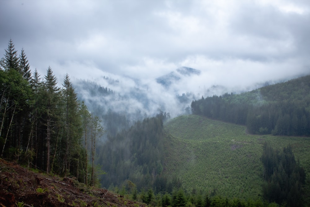 green trees on mountain under white clouds during daytime