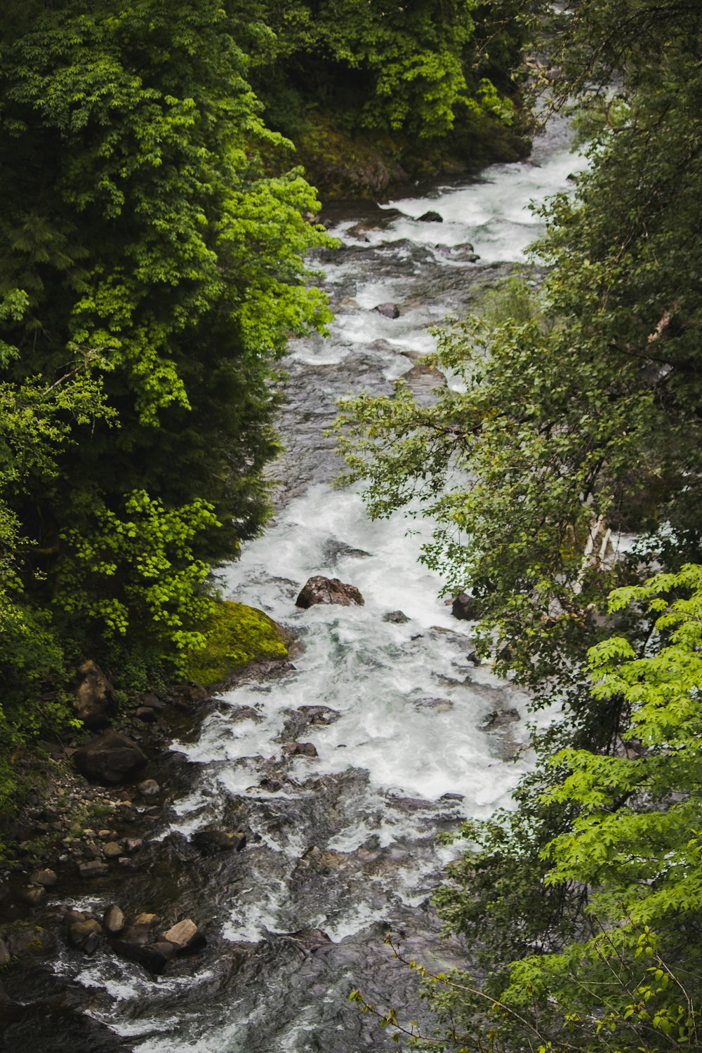 river in the middle of green trees