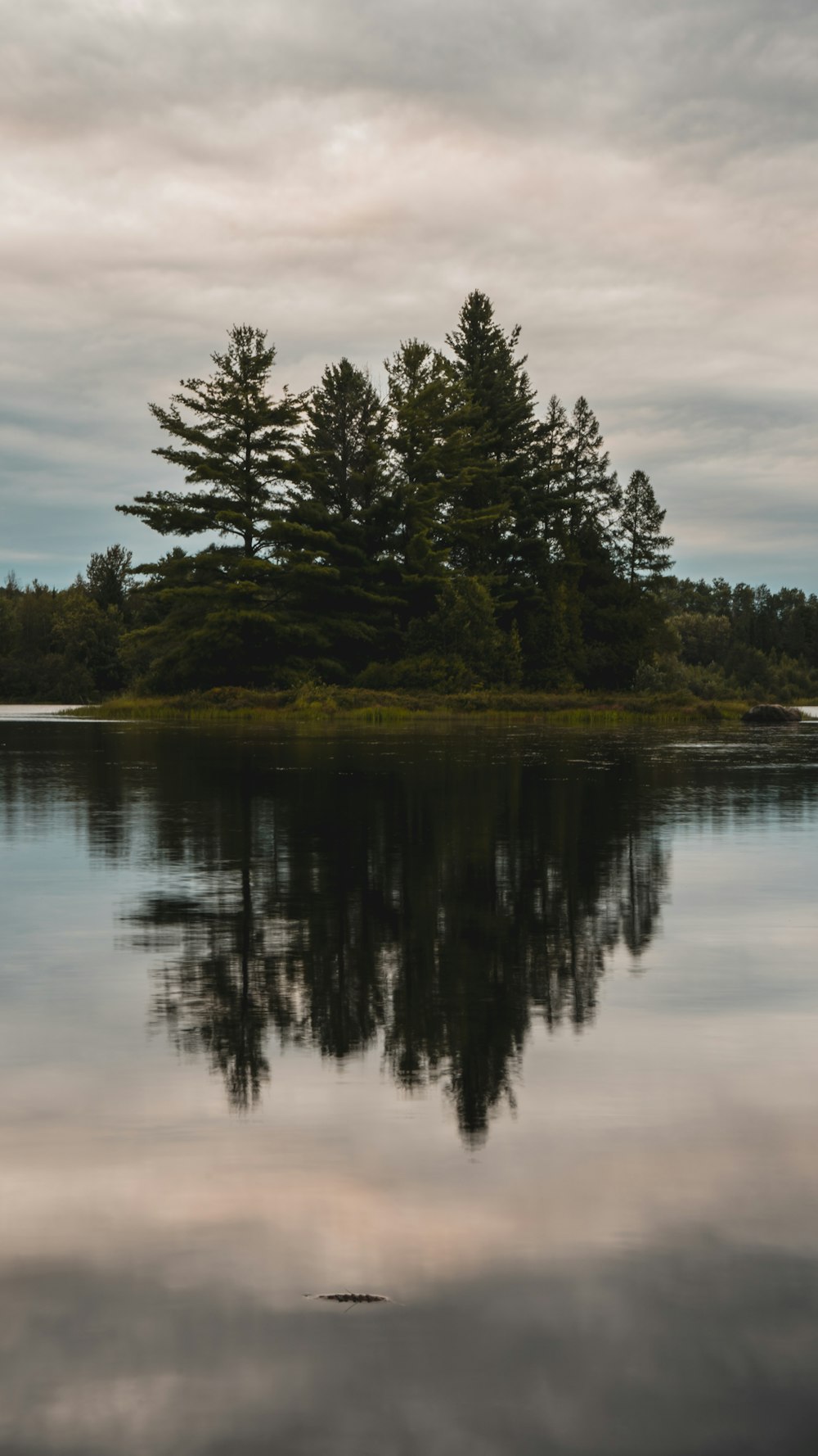 arbres verts au bord du lac pendant la journée