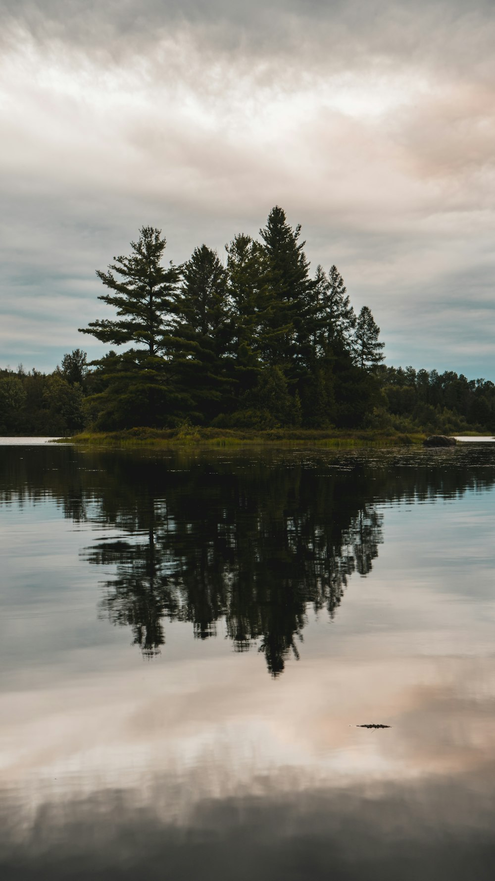 green trees beside body of water during daytime