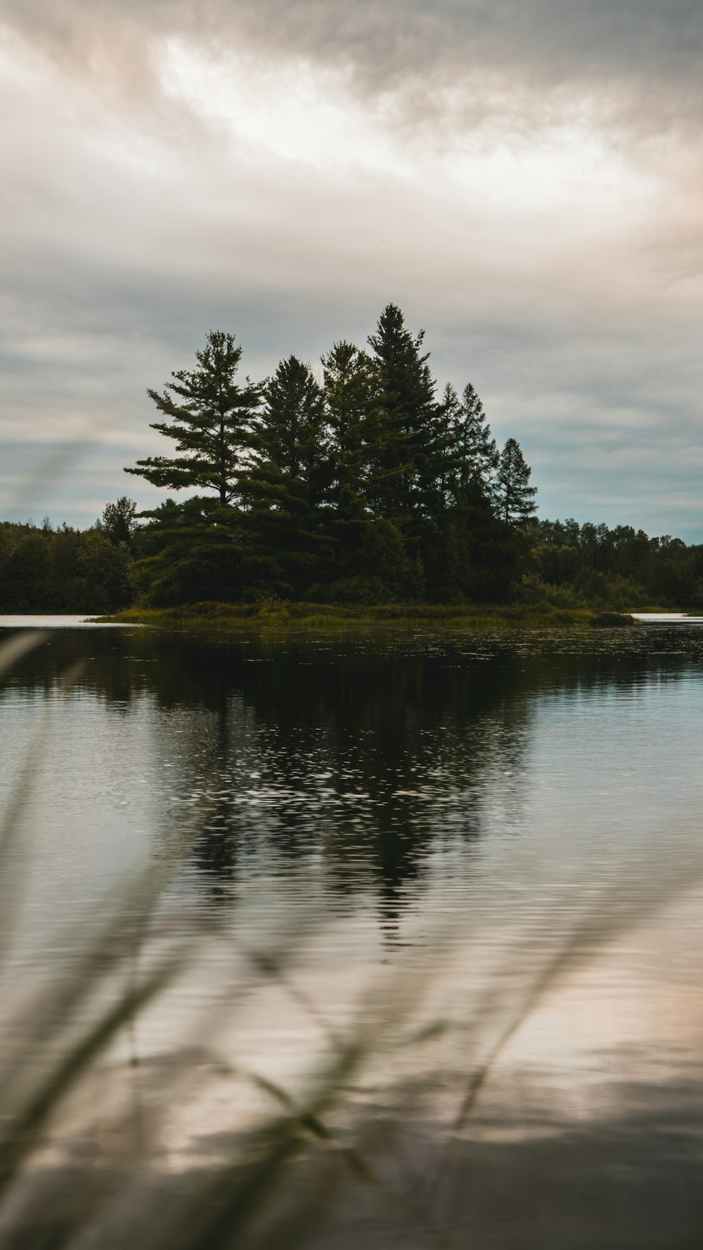 arbres verts au bord de la rivière pendant la journée