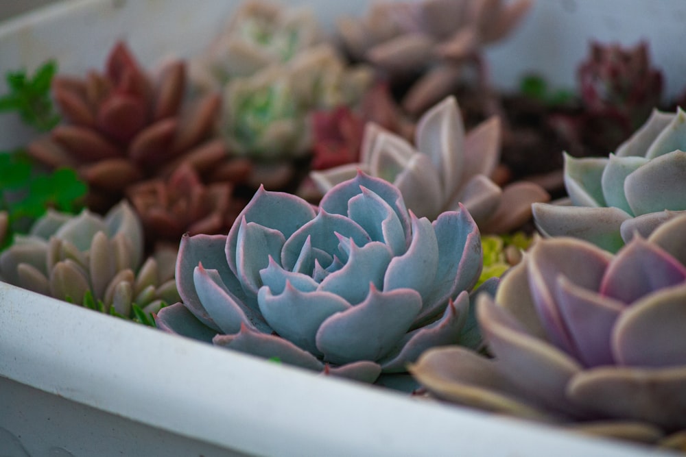 purple and green succulent plant