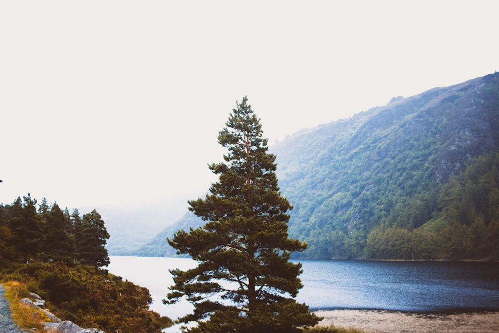 green pine tree near lake during daytime