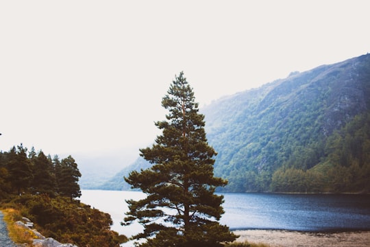 green pine tree near lake during daytime in Glendalough Ireland