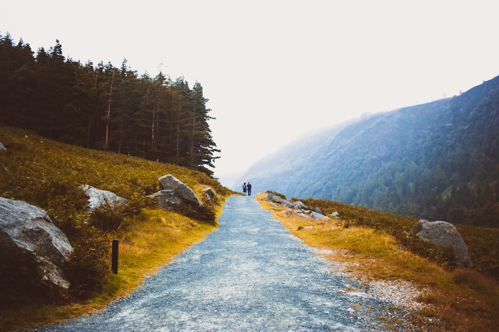 gray pathway between green grass field and trees during daytime