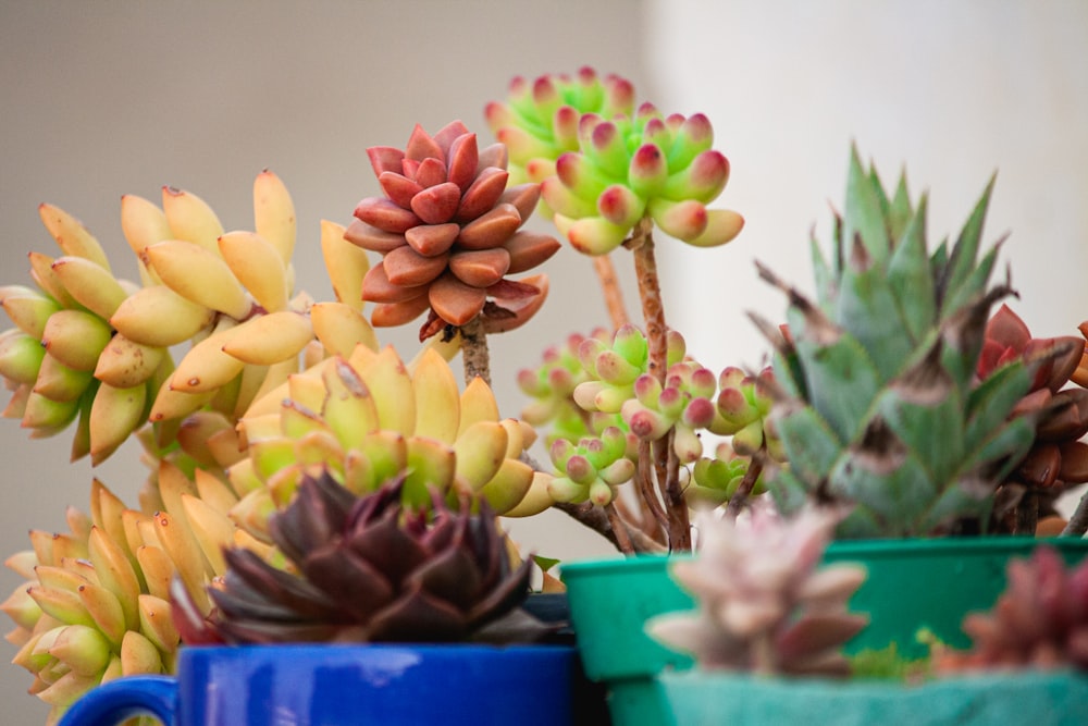 yellow and purple flowers in blue plastic pot