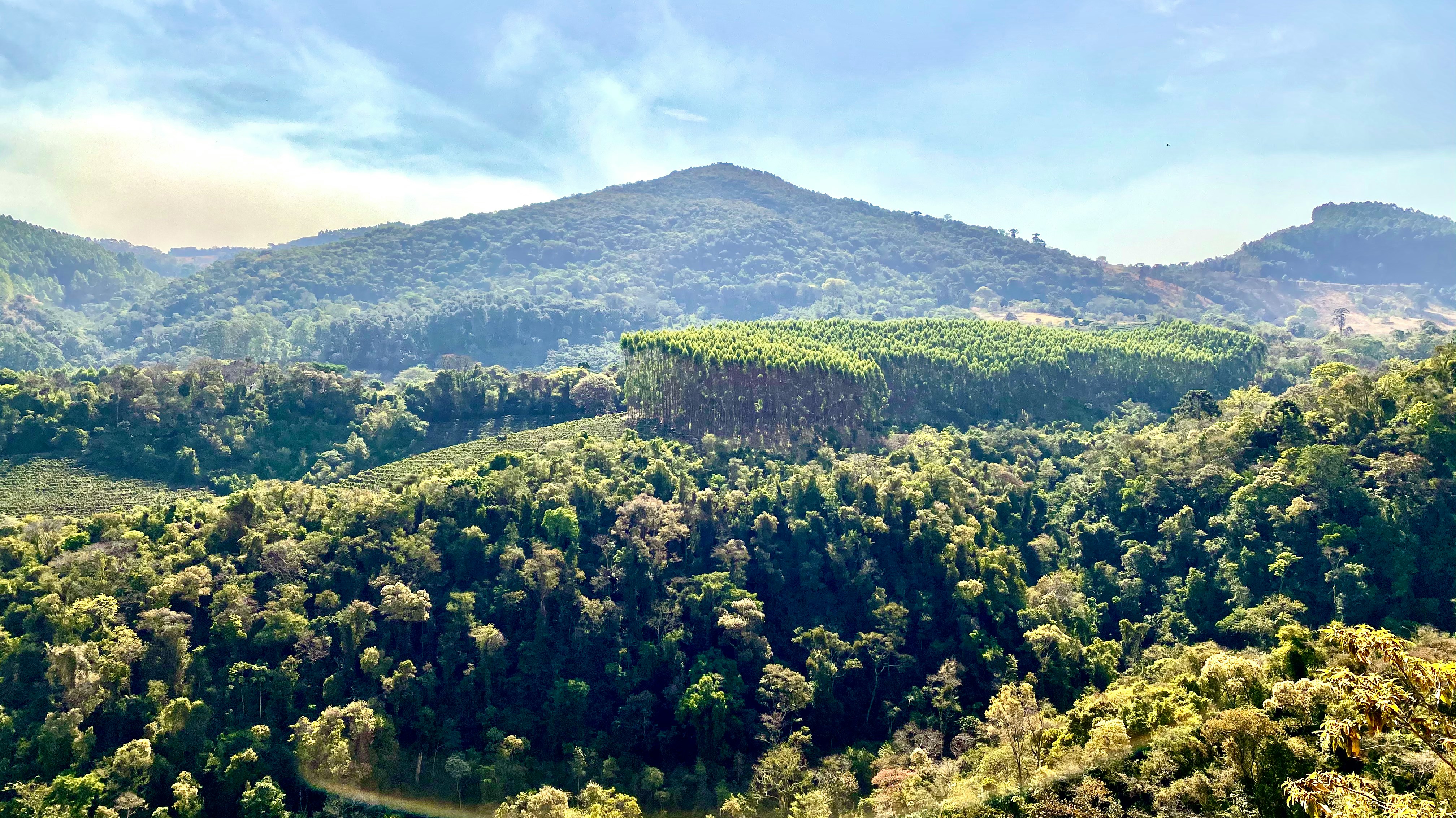 Verde que Valoriza: Como a Vegetação Nativa Transforma Terrenos da Serra em Ativos Imobiliários de Alto Padrão