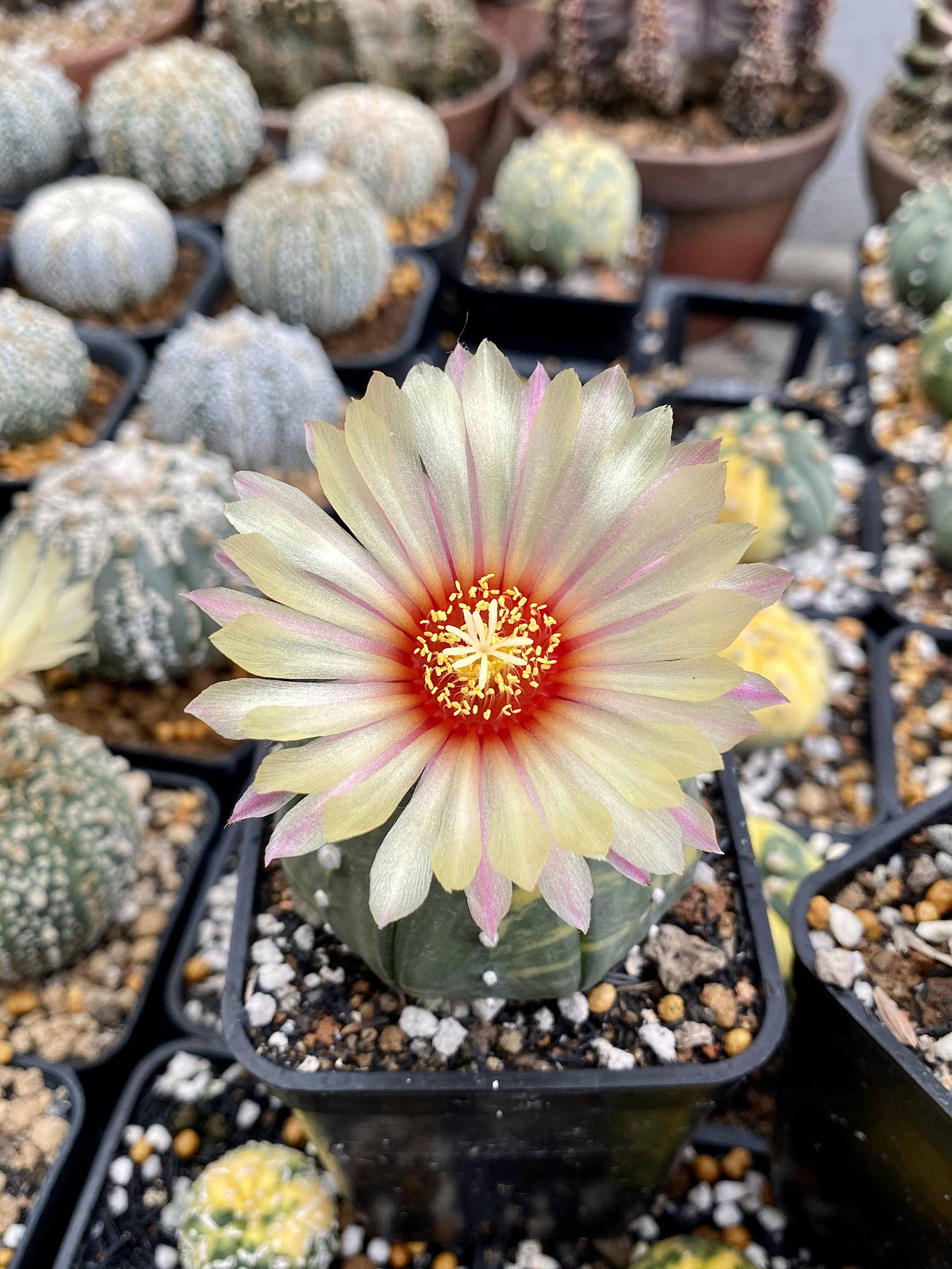 Exotic flowering cactus - A diverse collection of all 10 Exotic Flowering Cacti showcased together in a beautifully arranged garden bed
