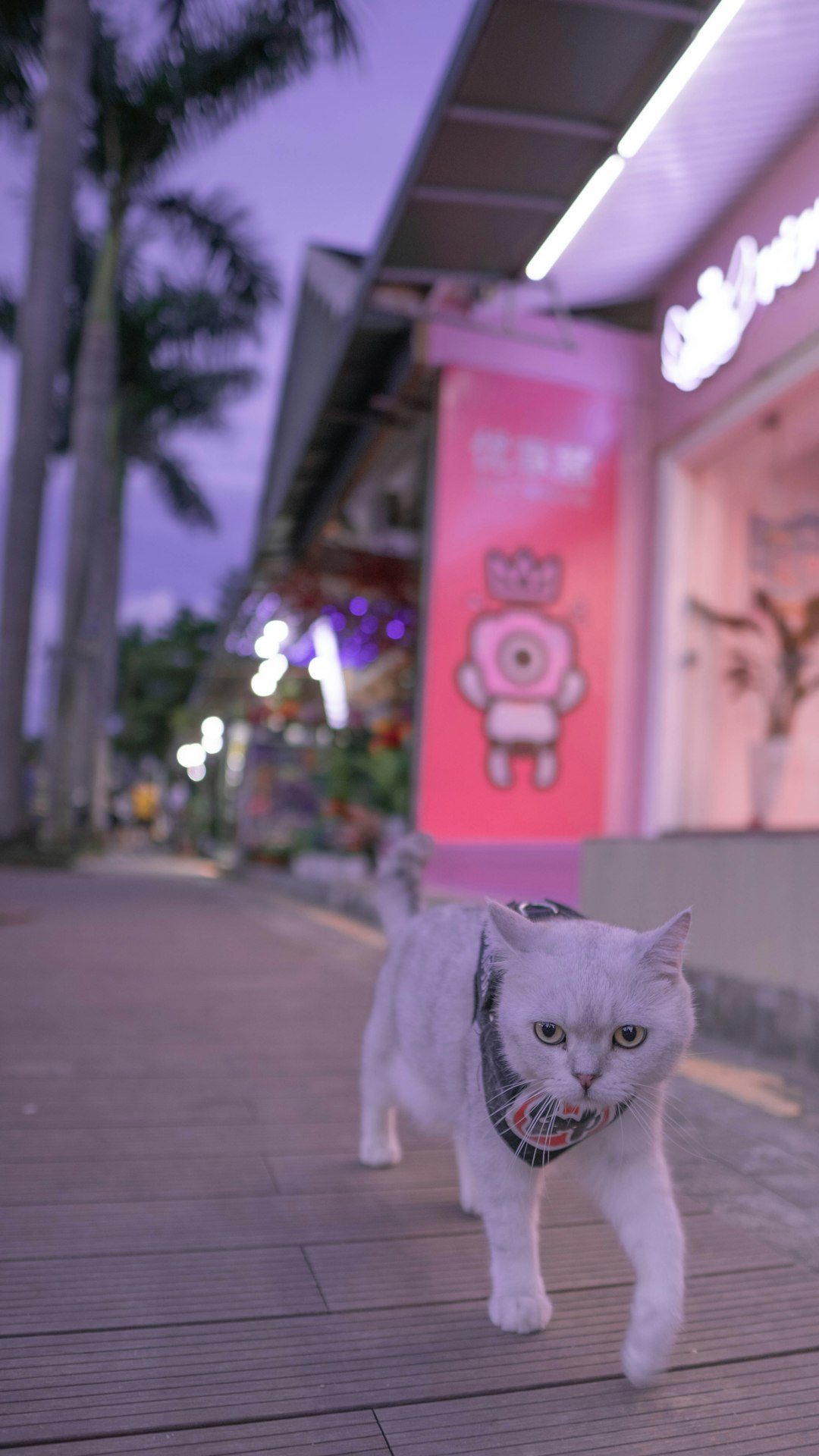 white cat on gray concrete floor during daytime