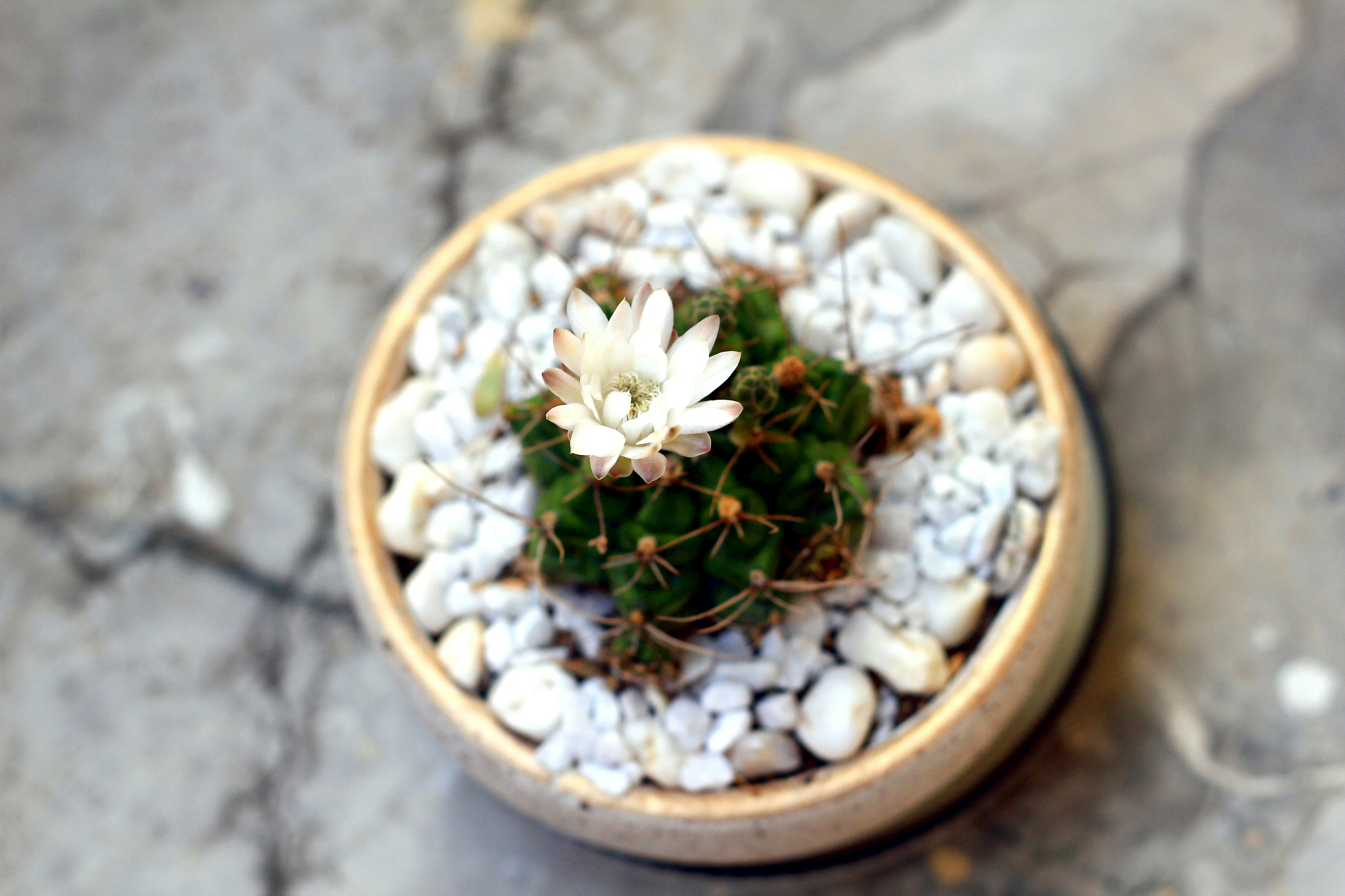 Compact cylindrical succulent with decorative pebbles