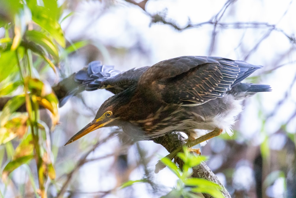 pájaro marrón y blanco en la rama de un árbol