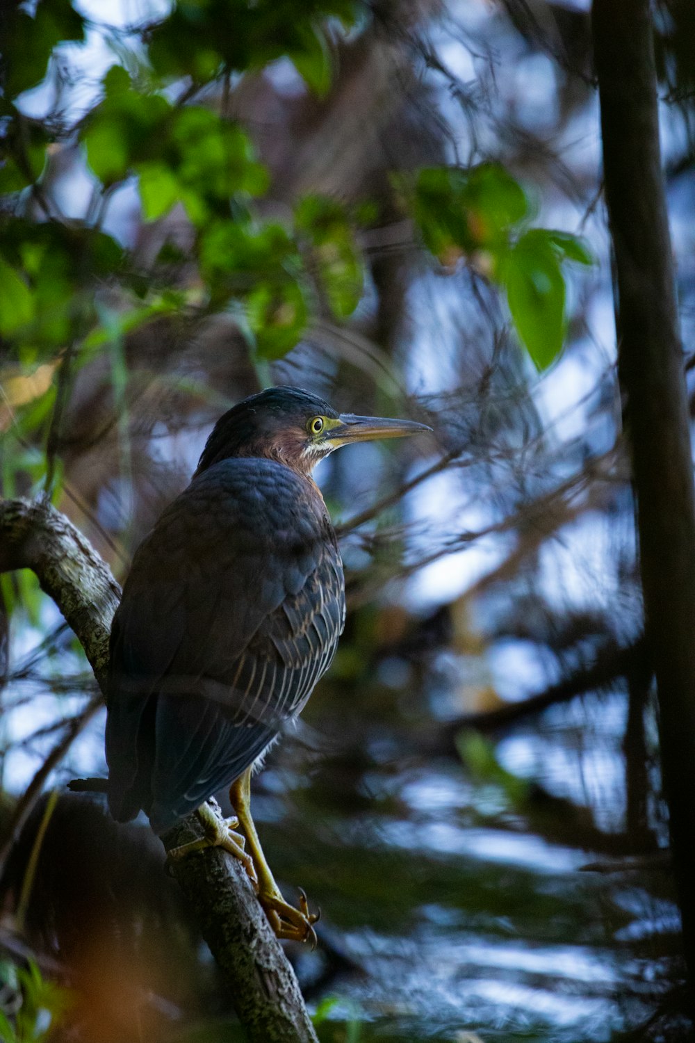 brown bird on tree branch during daytime