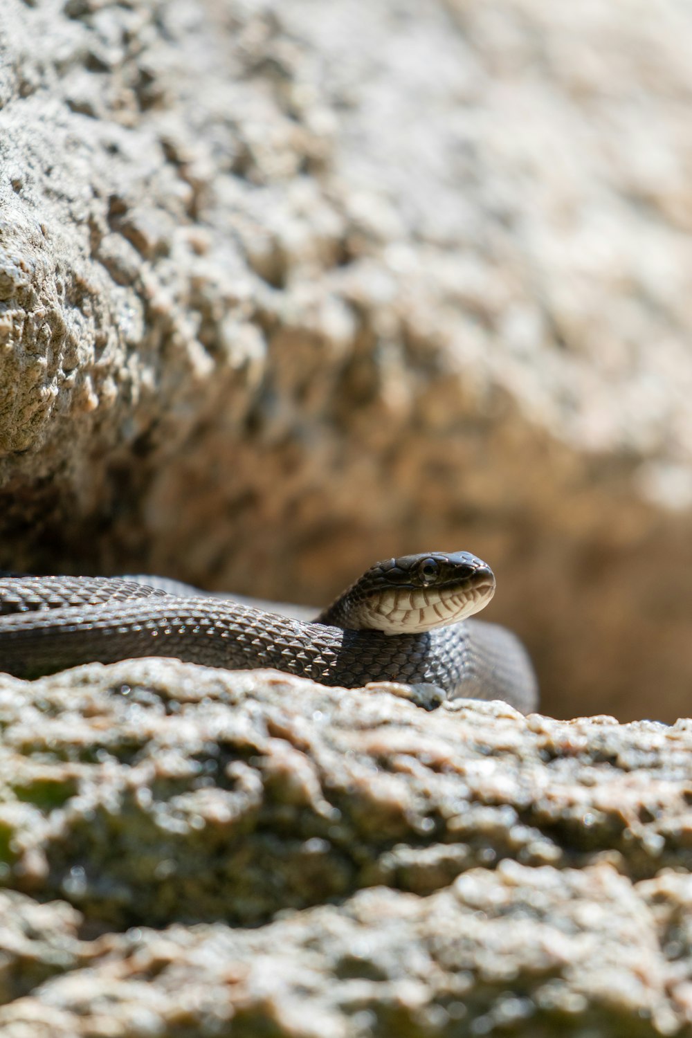 black and white snake on brown rock