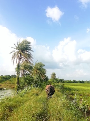 A serene Colombian buffalo grazing peacefully in a lush green pasture under a bright sky.