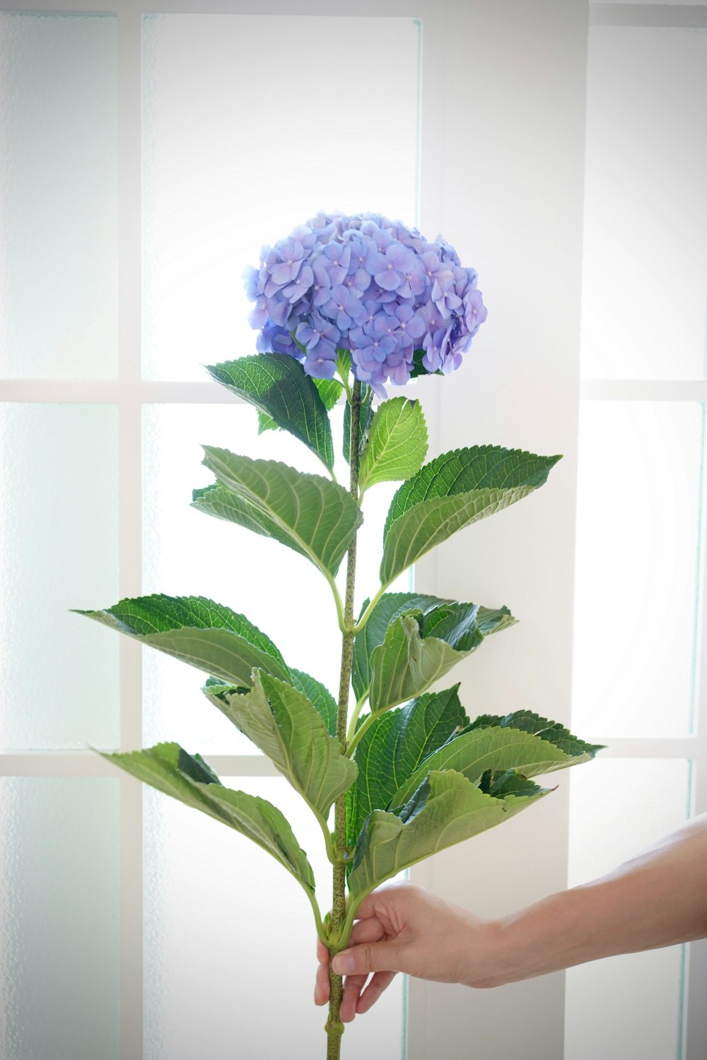 purple flower with green leaves