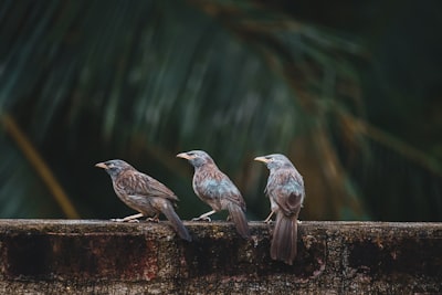 gray bird on brown wooden fence