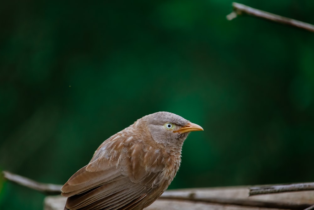 brown bird on brown wooden fence